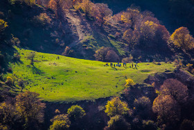 "هیرکانی" بدون مشارکت ایران، جهانی نمی‌شود